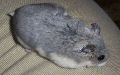 倉鼠繁殖-難產,倭倉鼠難產該怎么辦