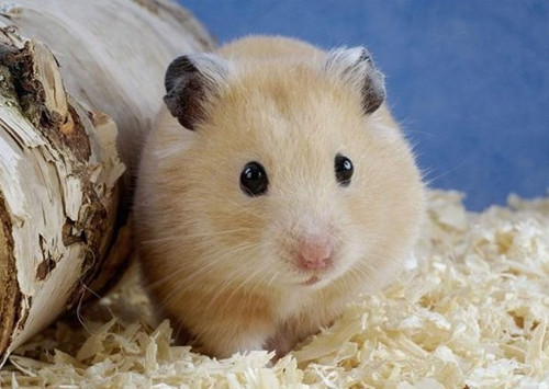 倉鼠繁殖-難產,倭倉鼠難產該怎么辦