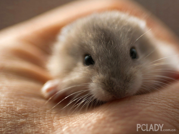 倉鼠的壽命有多長,倉鼠健康知多少