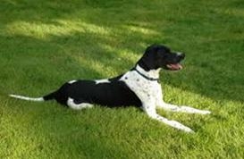 狗狗為什么會吃草