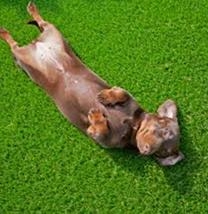 狗狗為什么會吃草