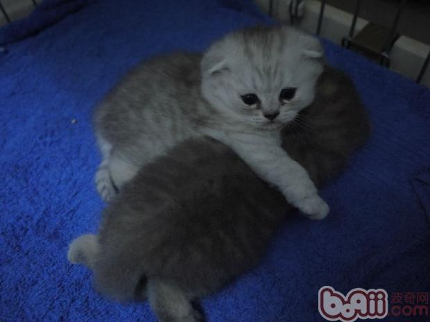 幼年貓咪生長所需的特殊營養需求