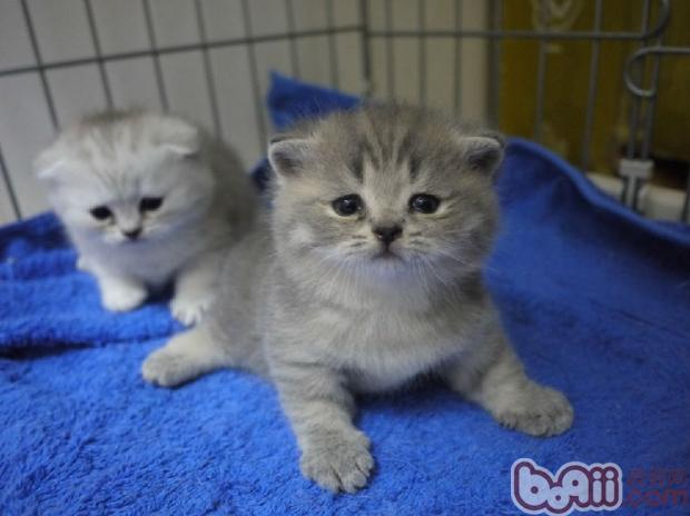 幼年貓咪生長所需的特殊營養需求