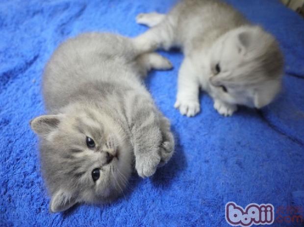 幼年貓咪生長所需的特殊營養需求