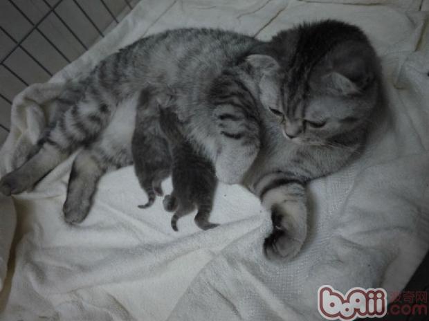 幼年貓咪生長所需的特殊營養需求