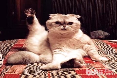 貓罐頭哪個牌子好