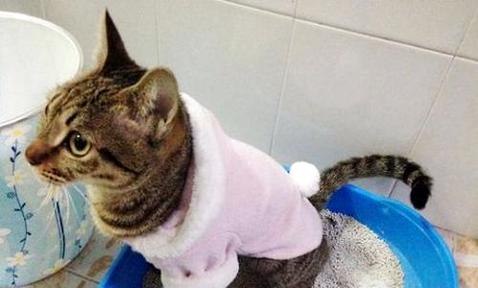 怎么教貓用貓砂