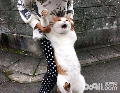 公貓絕育后性格會變嗎