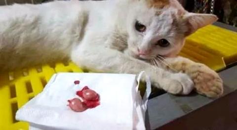 公貓絕育后性格會變嗎