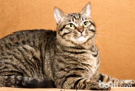 貍花貓多少錢一只