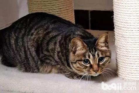 貍花貓多少錢一只