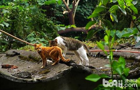 四川簡州貓溫順嗎
