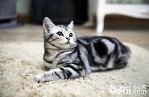 美國短毛貓和英國短毛貓哪個好