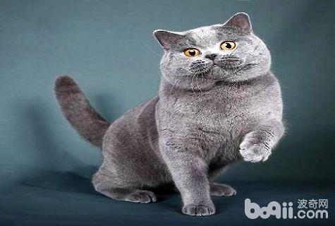 美國短毛貓和英國短毛貓哪個好