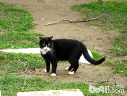 烏云踏雪貓怎么養