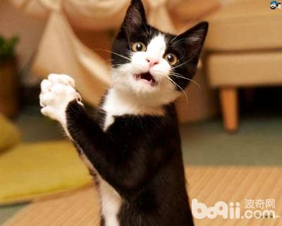 烏云踏雪貓怎么養