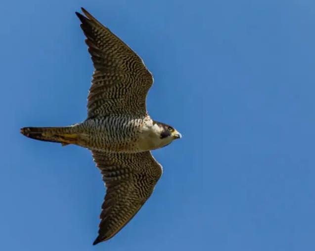 游隼飛行的姿態